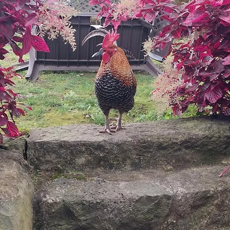 Cantinho Da Ines Local 別荘 Faial da Terra