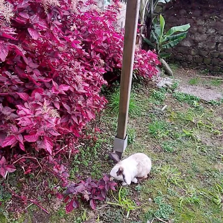 Cantinho Da Ines Local 別荘