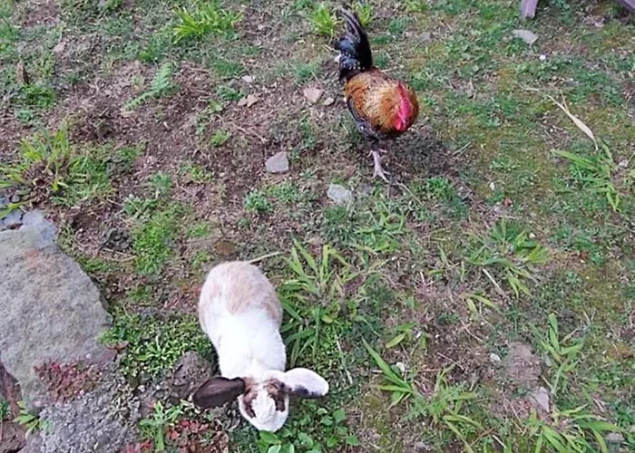 Cantinho Da Ines Local 別荘