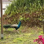 Cantinho Da Ines Local Holiday home Faial da Terra