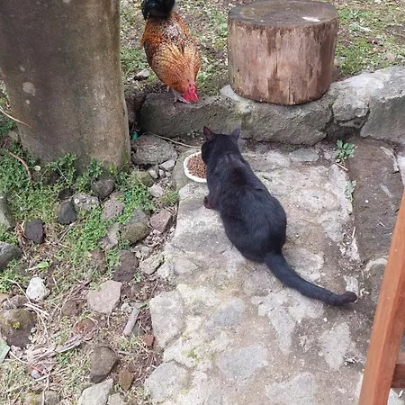 Cantinho Da Ines Local Σπίτι διακοπών Faial da Terra