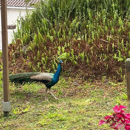 Cantinho Da Ines Local Holiday home Faial da Terra