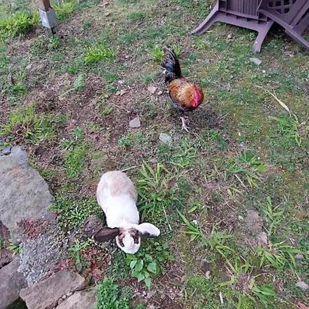 Cantinho Da Ines Local Σπίτι διακοπών