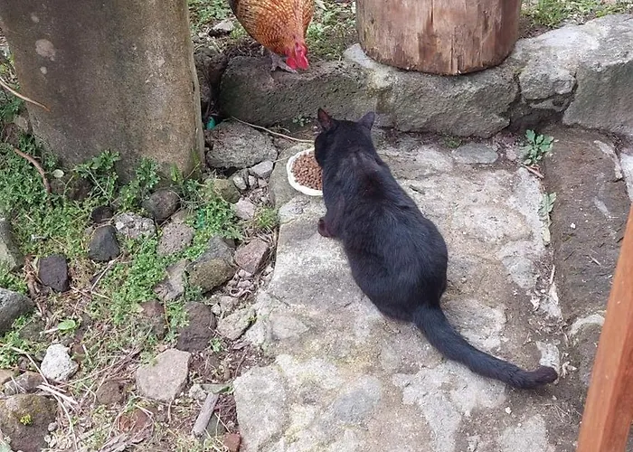 Cantinho Da Ines Local Σπίτι διακοπών Faial da Terra