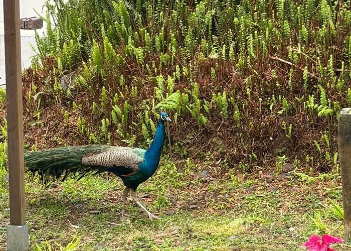 Cantinho Da Ines Local Дом отдыха Faial da Terra