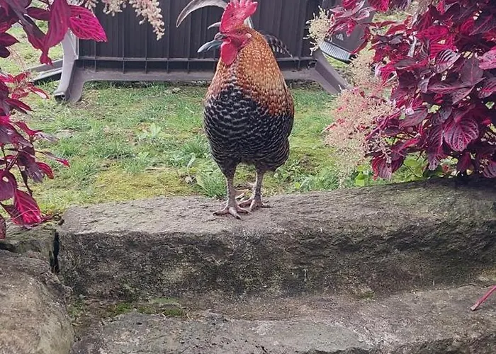 Cantinho Da Ines Local Дом отдыха Faial da Terra