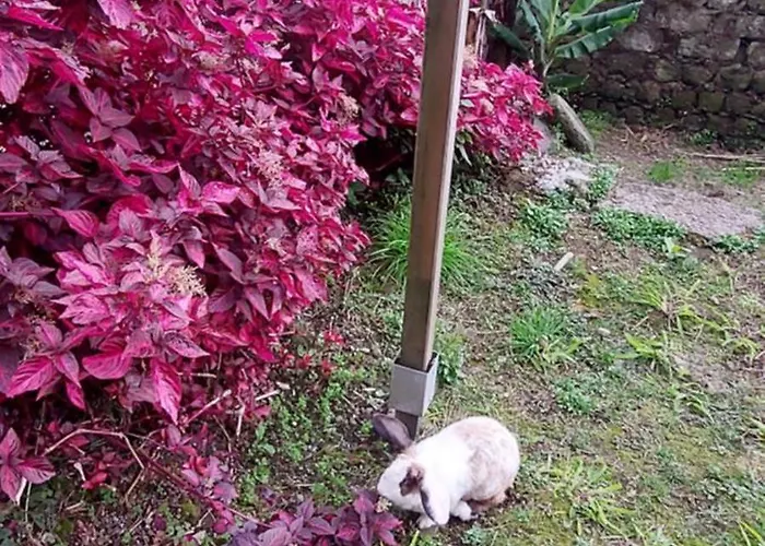 Cantinho Da Ines Local Σπίτι διακοπών